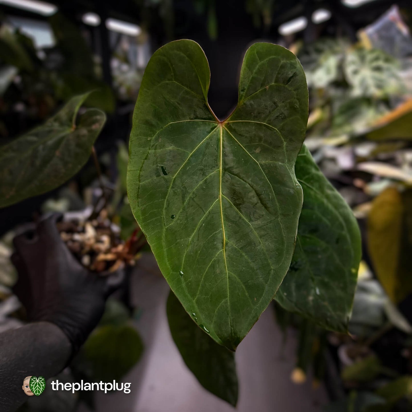 Anthurium besseae aff 'Elektra' x sp. 'Peru Velvet' • holdback