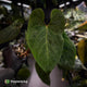 Anthurium besseae aff 'Elektra' x sp. 'Peru Velvet' • holdback
