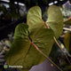 Anthurium besseae aff 'Elektra' x sp. 'Peru Velvet' • holdback
