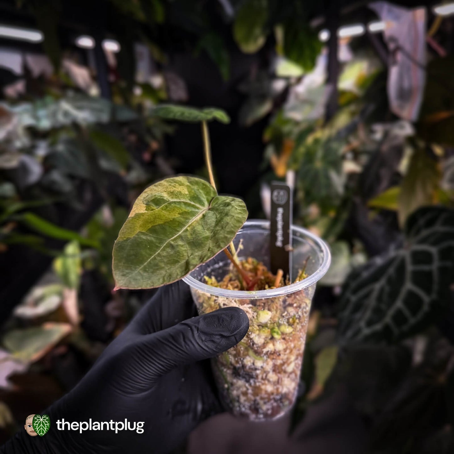Anthurium 'Complex Black' x (pap x dress) • variegated neotenous mutation