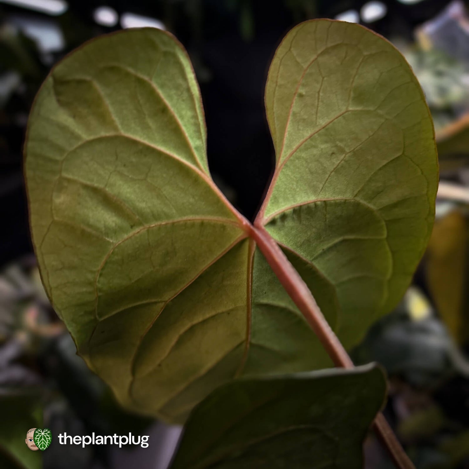 Anthurium besseae aff 'Elektra' x sp. 'Peru Velvet' • holdback