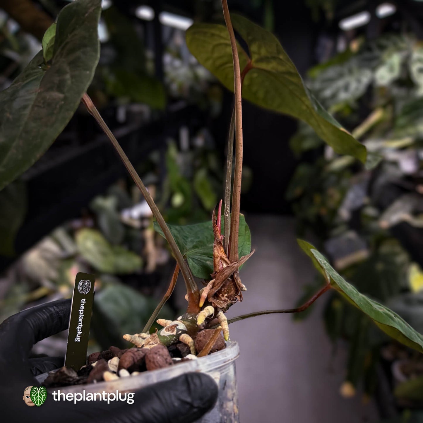 Anthurium besseae aff 'Elektra' x sp. 'Peru Velvet' • holdback