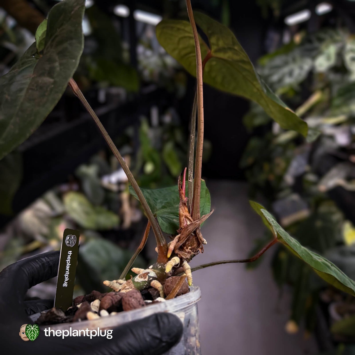 Anthurium besseae aff 'Elektra' x sp. 'Peru Velvet' • holdback