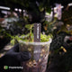 Anthurium 'Mystique A88'