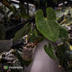 Anthurium besseae aff 'Elektra' x sp. 'Peru Velvet' • holdback