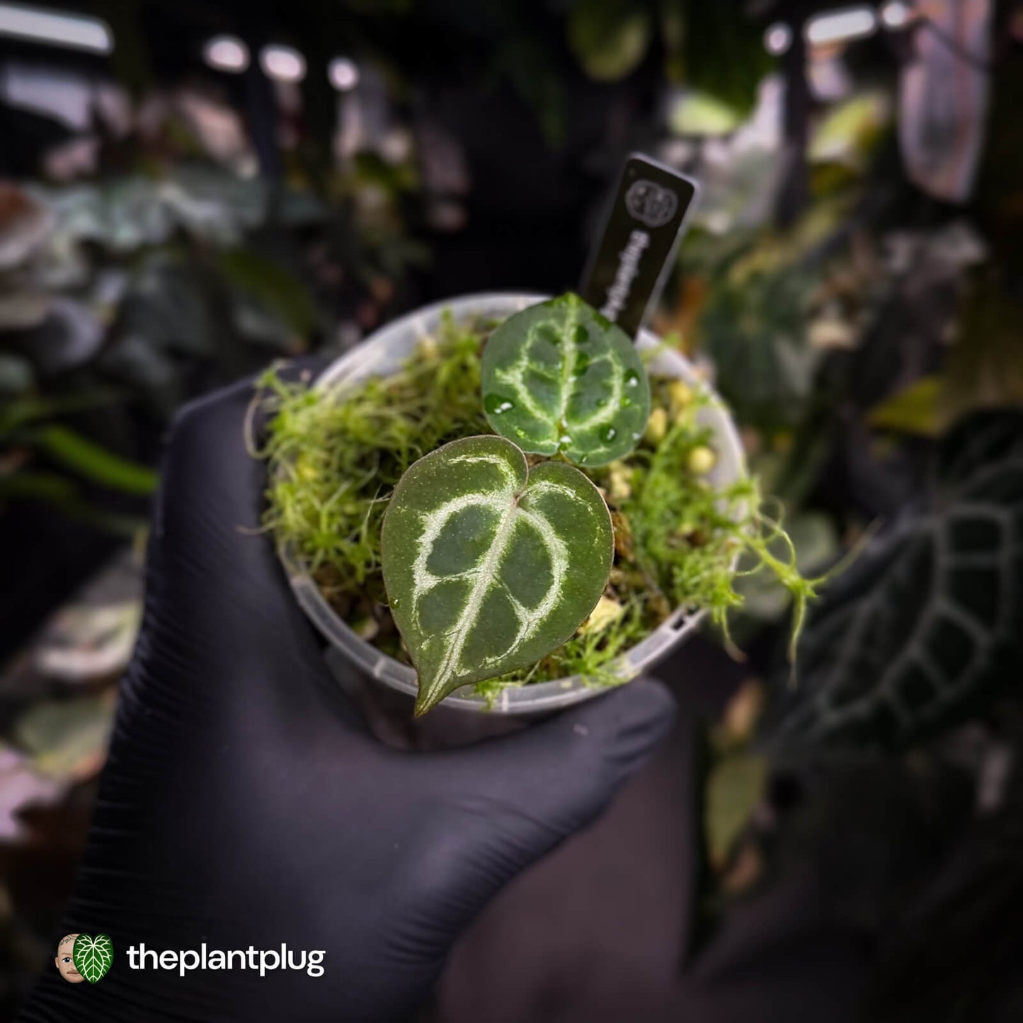 Anthurium 'Mystique A88'