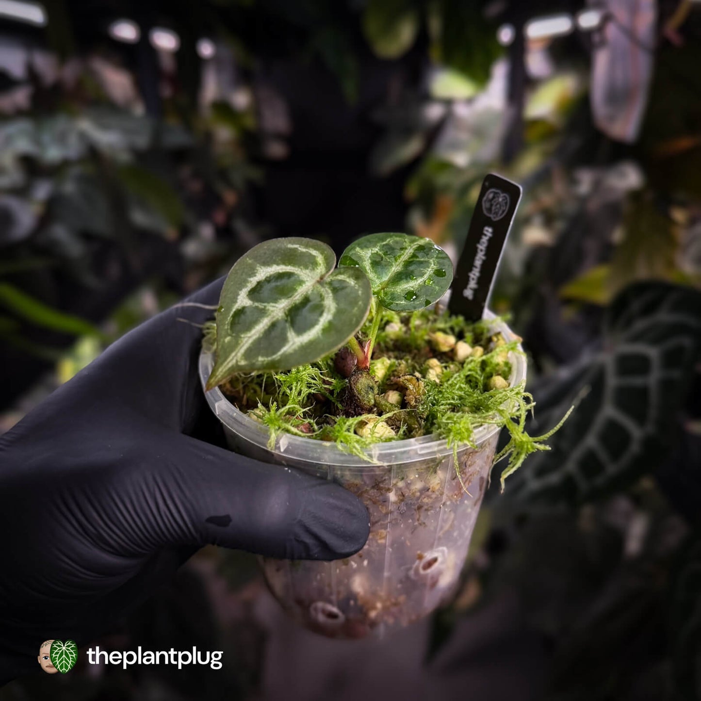 Anthurium 'Mystique A88'