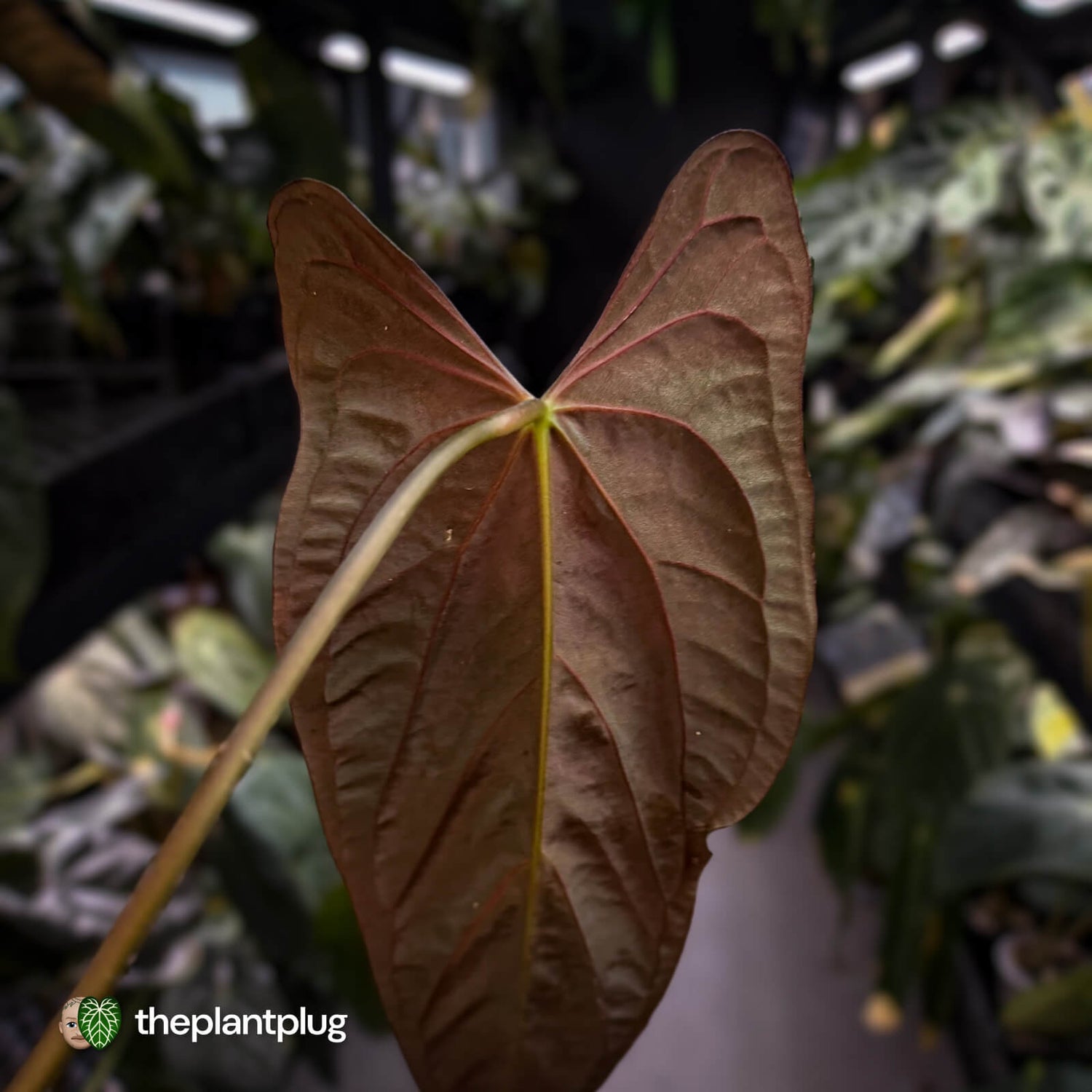 Anthurium papillilaminum 'Red Abaxial' • mother plant clone