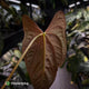 Anthurium papillilaminum 'Red Abaxial' • mother plant clone