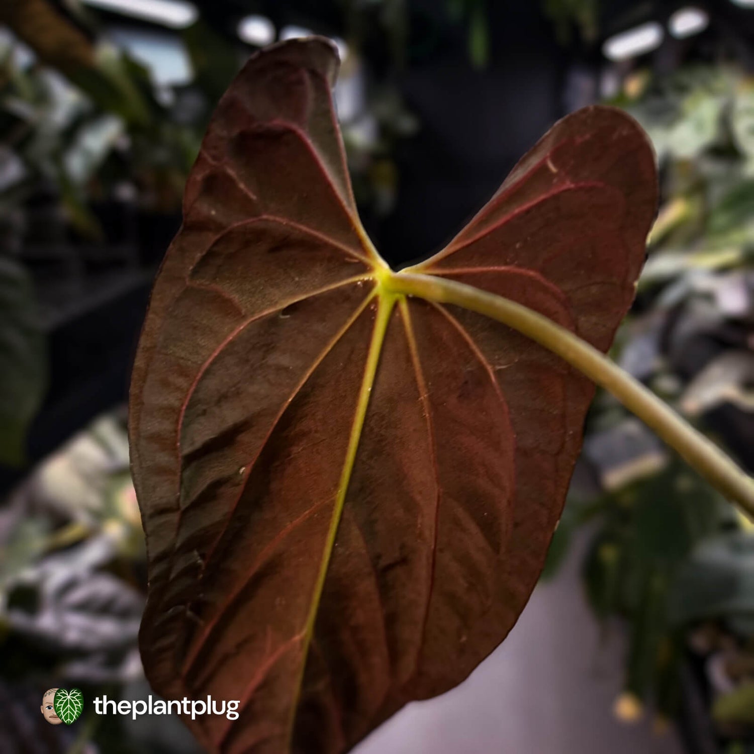 Anthurium papillilaminum 'Red Abaxial' • mother plant clone