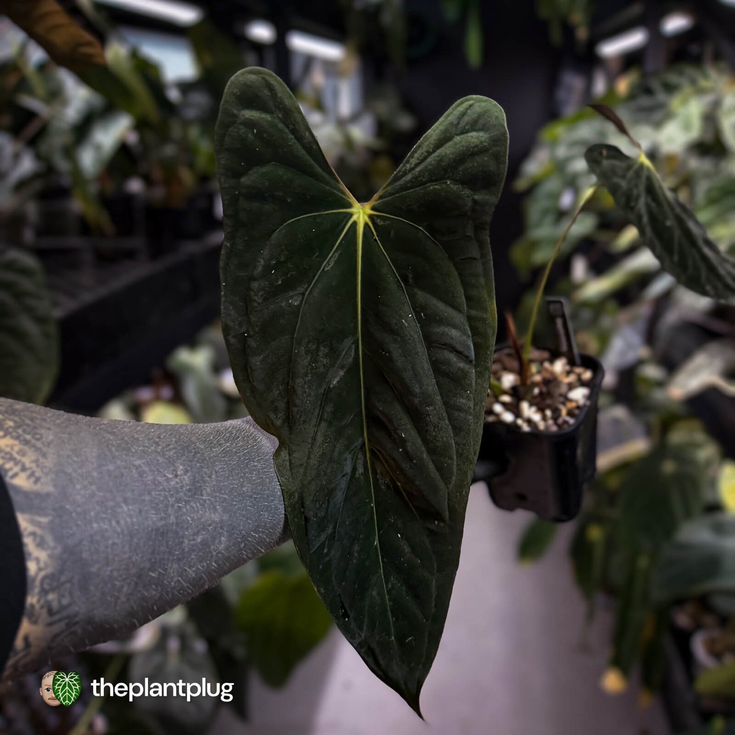 Anthurium papillilaminum 'Red Abaxial' • mother plant clone