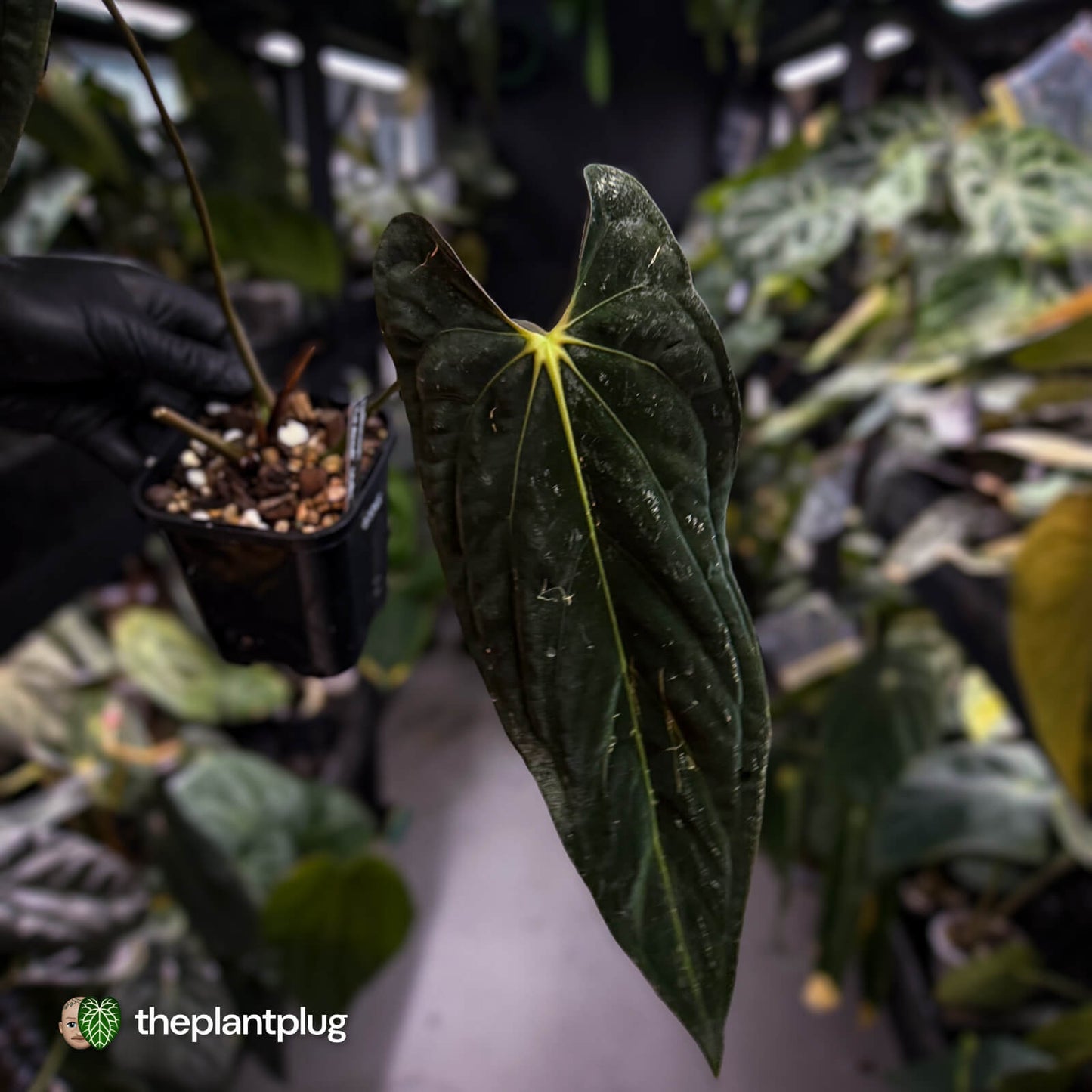Anthurium papillilaminum 'Red Abaxial' • mother plant clone