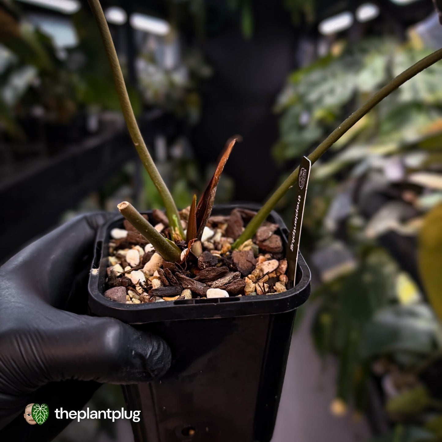 Anthurium papillilaminum 'Red Abaxial' • mother plant clone