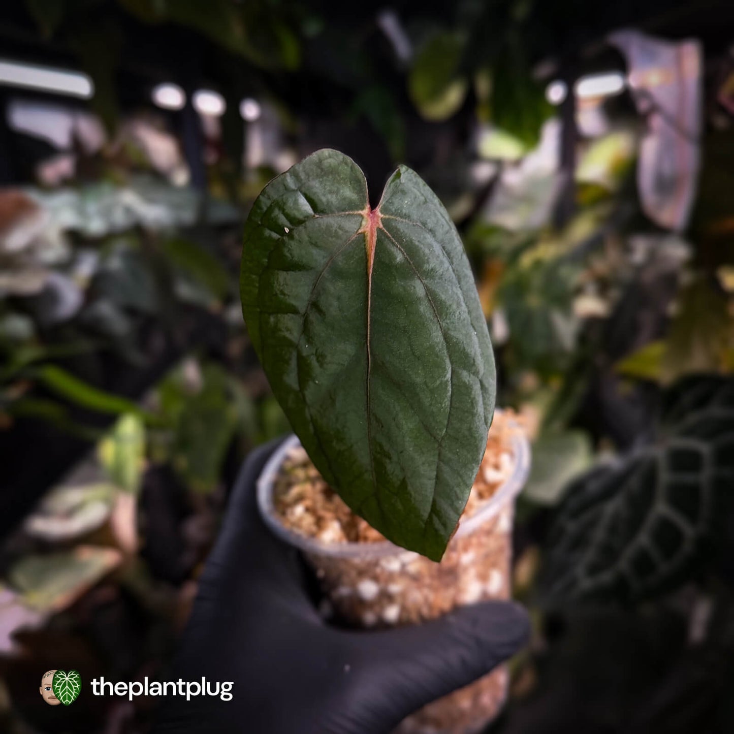 Anthurium 'Midnight Velvet' x 'RVDP'