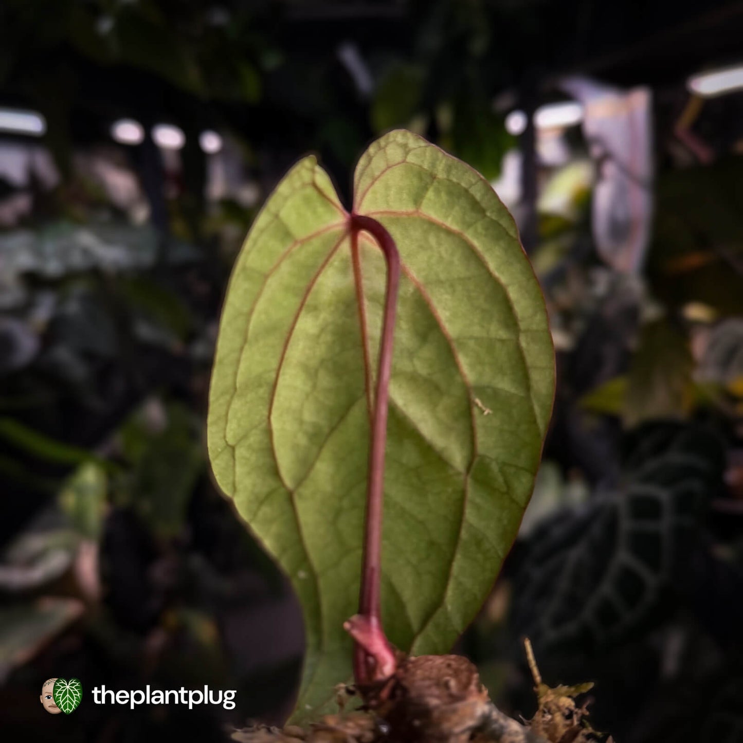 Anthurium 'Midnight Velvet' x 'RVDP'