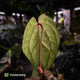 Anthurium 'Midnight Velvet' x 'RVDP'