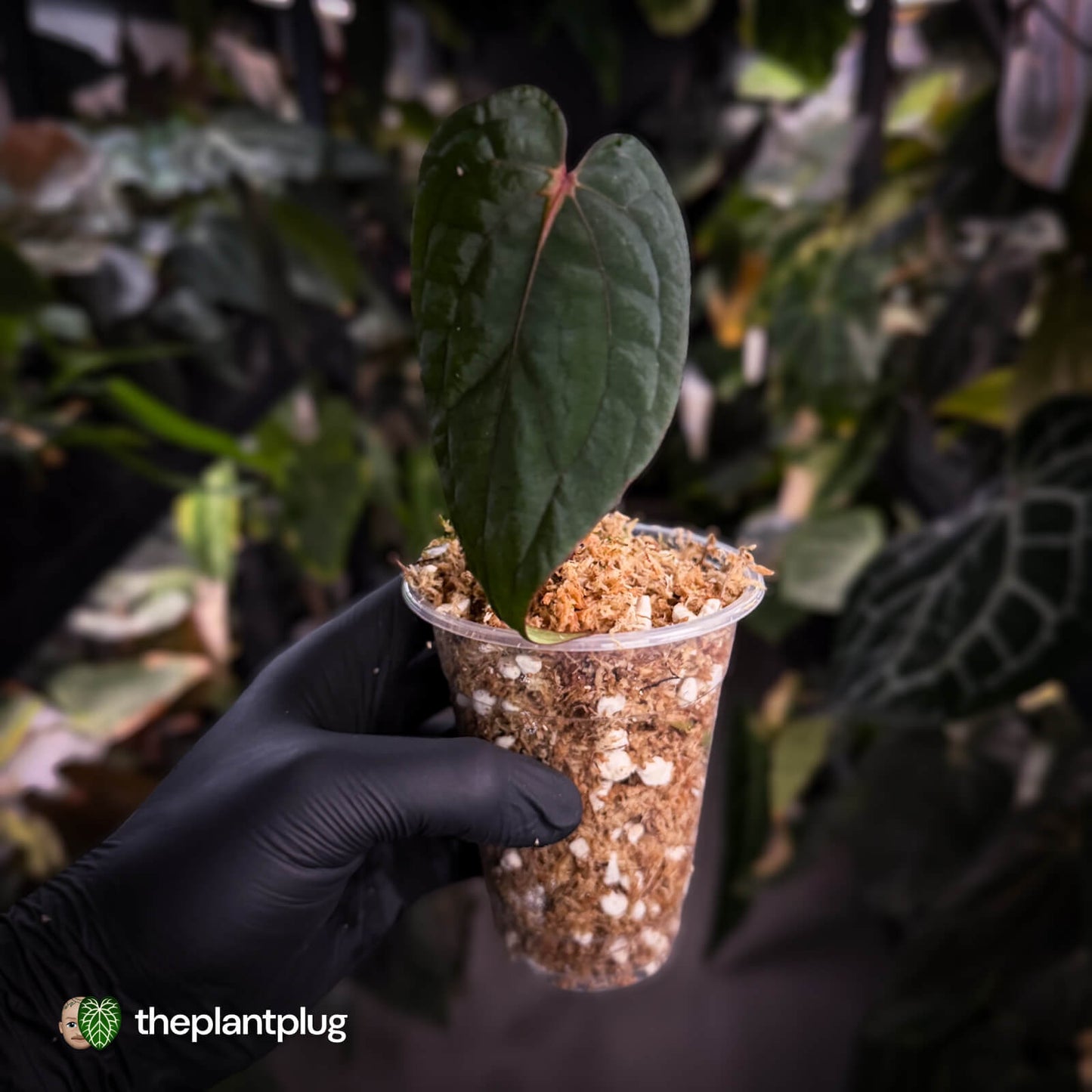 Anthurium 'Midnight Velvet' x 'RVDP'