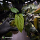 Anthurium 'RVDP' x pap 'FS'