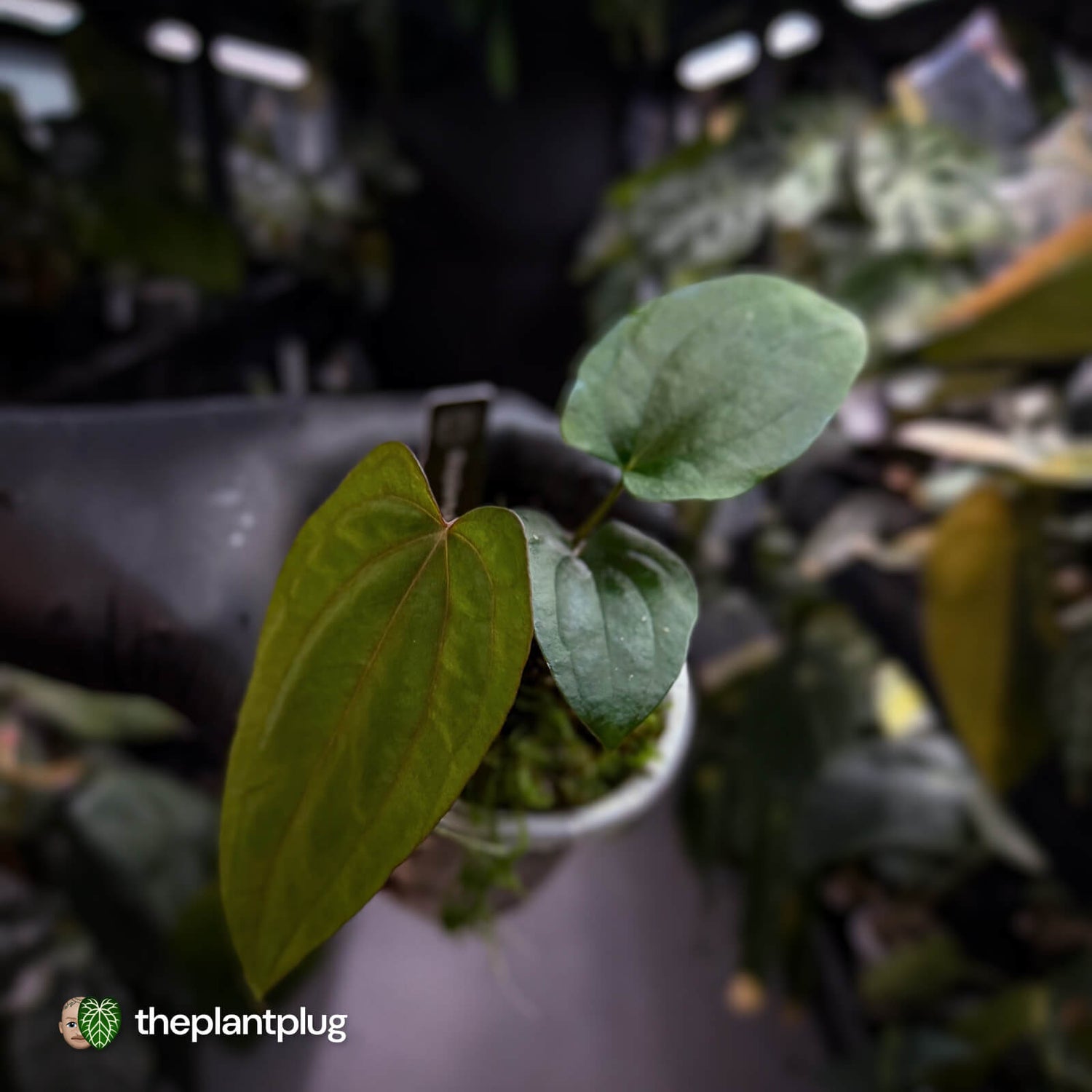Anthurium 'RVDP' x pap 'FS'