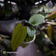 Anthurium 'RVDP' x pap 'FS'