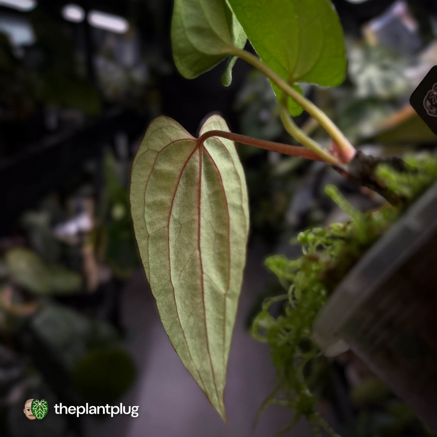 Anthurium 'RVDP' x pap 'FS'