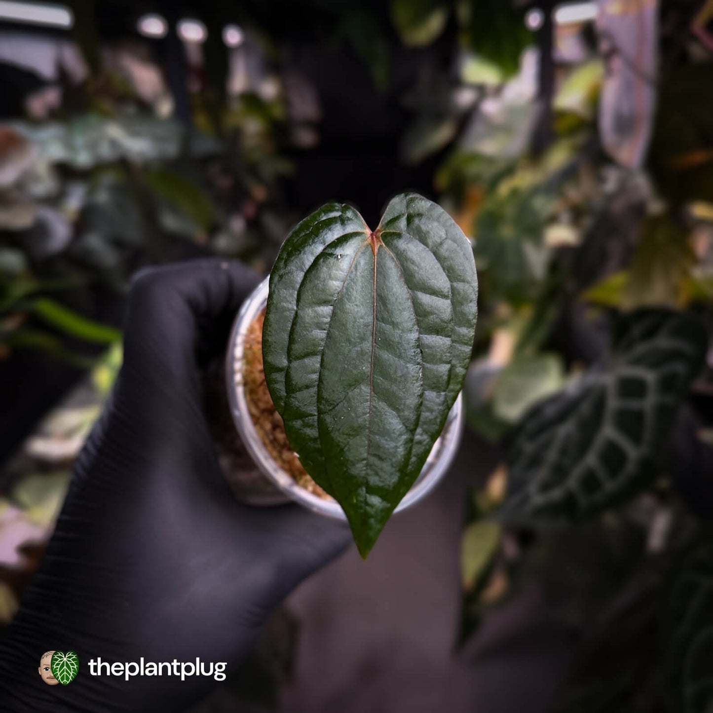 Anthurium 'Midnight Velvet' x 'RVDP'