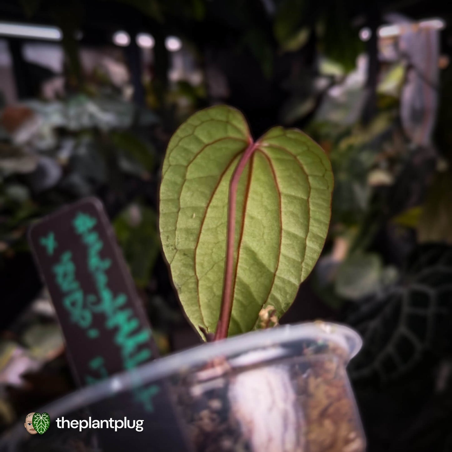 Anthurium 'Midnight Velvet' x 'RVDP'