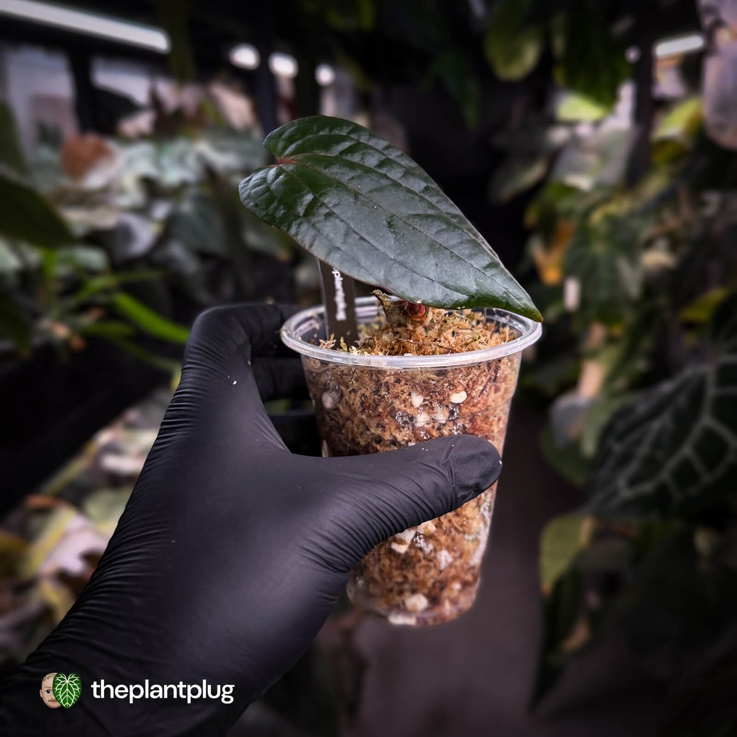 Anthurium 'Midnight Velvet' x 'RVDP'