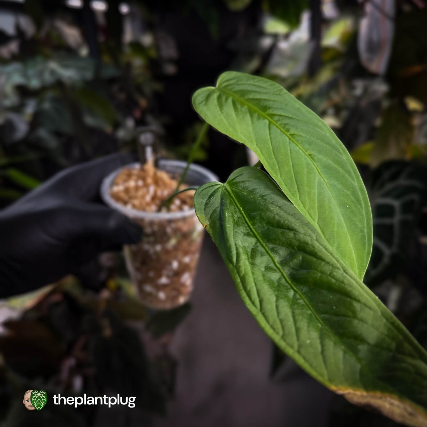 Anthurium panamense