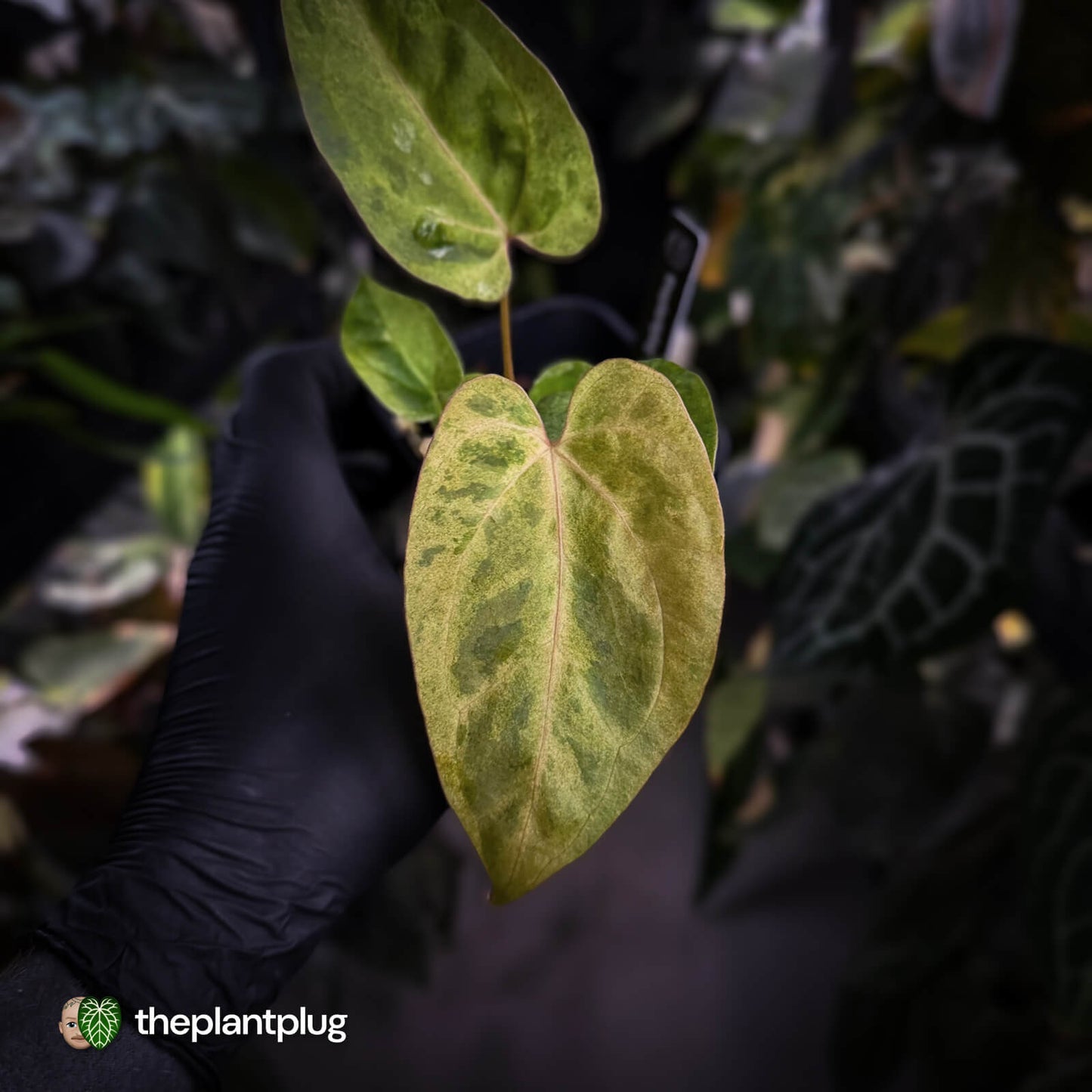 Anthurium ('Blackx' x 'Hoffx') x ('Black' x) • pink veins + variegated