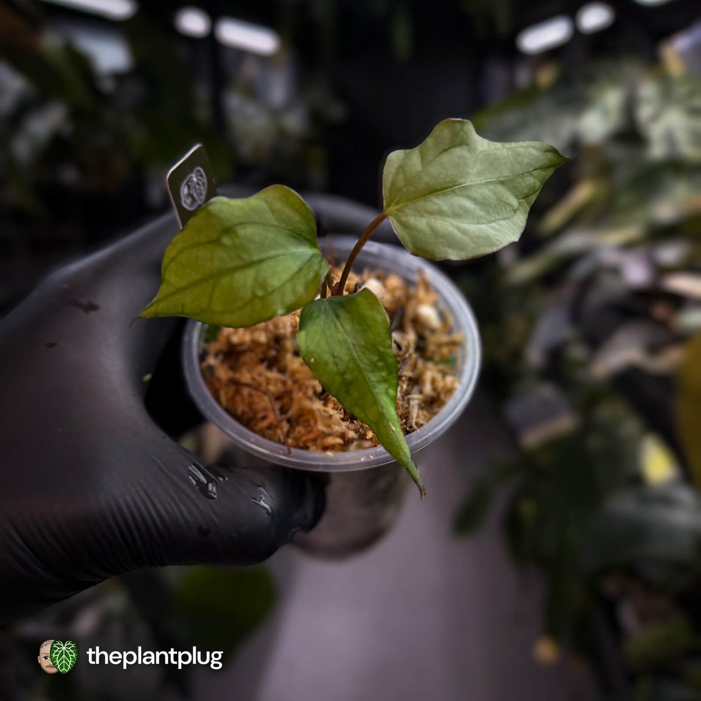 Anthurium sp. Nov DF x (papillilaminum 'FS' x 'Ace of Spades') 🧨