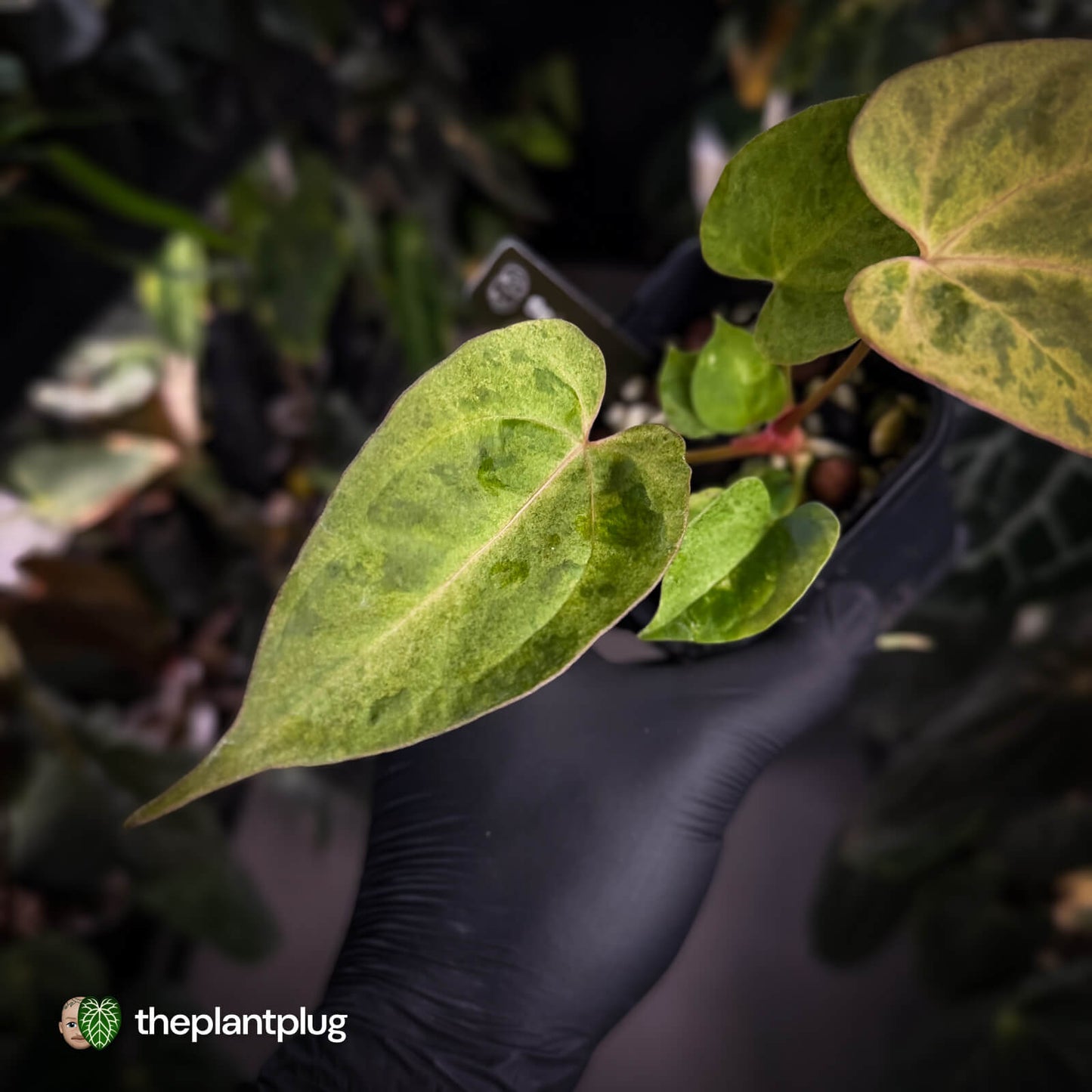 Anthurium ('Blackx' x 'Hoffx') x ('Black' x) • pink veins + variegated