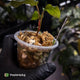 Anthurium sp. Nov DF x (papillilaminum 'FS' x 'Ace of Spades') 🧨