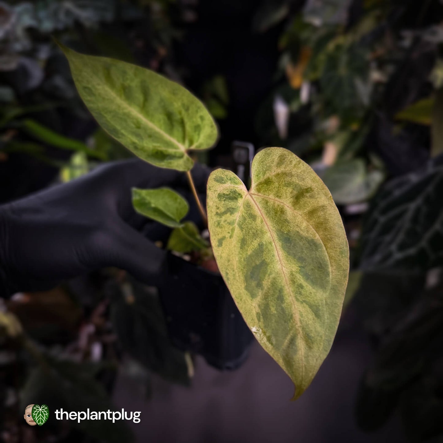 Anthurium ('Blackx' x 'Hoffx') x ('Black' x) • pink veins + variegated