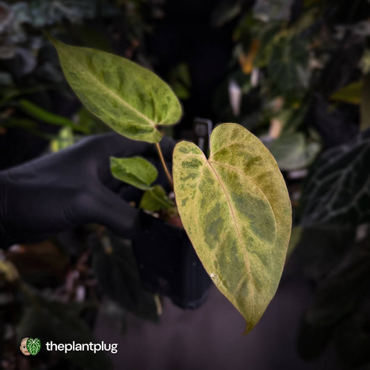 Anthurium ('Blackx' x 'Hoffx') x ('Black' x) • pink veins + variegated