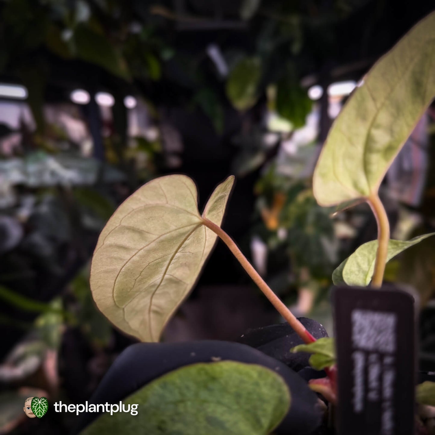 Anthurium ('Blackx' x 'Hoffx') x ('Black' x) • pink veins + variegated