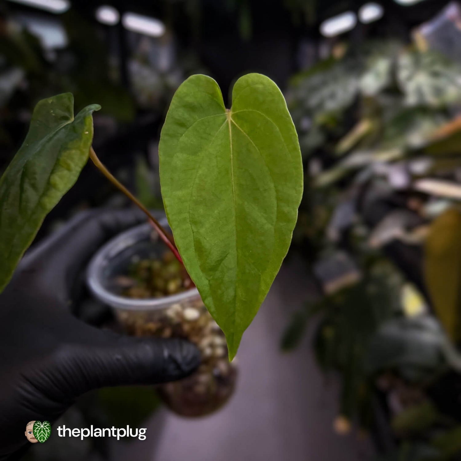 Anthurium Eyewall • mother plant clone