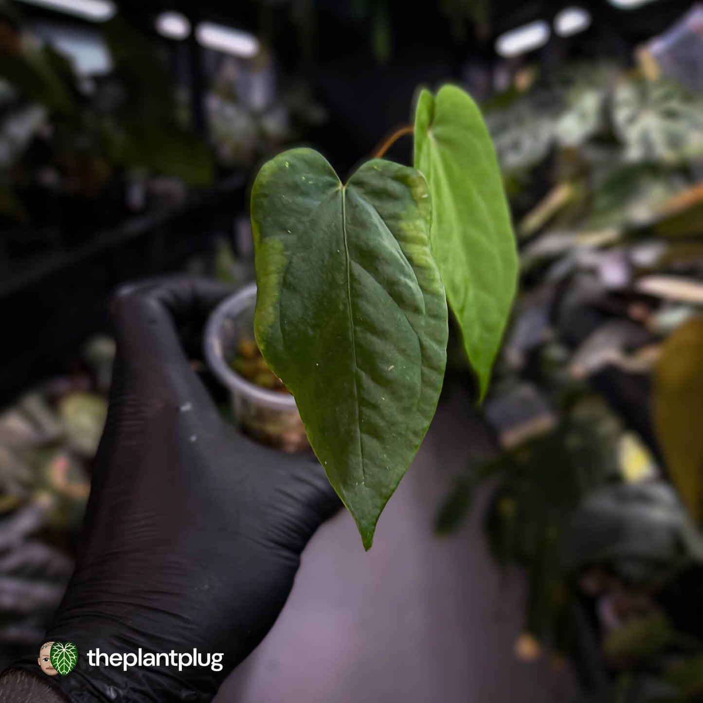 Anthurium Eyewall • mother plant clone