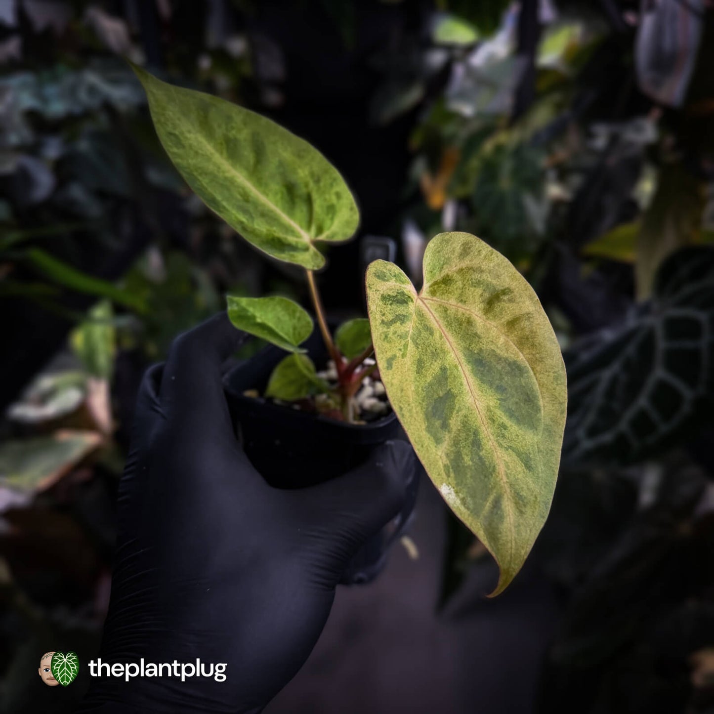 Anthurium ('Blackx' x 'Hoffx') x ('Black' x) • pink veins + variegated