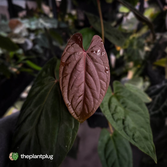Anthurium 'Speshal' x 'Roman' • select