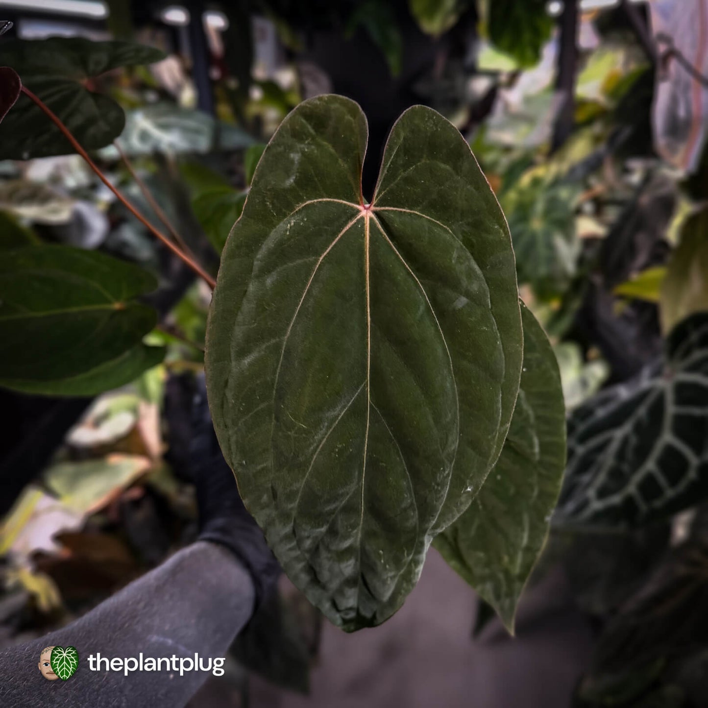 Anthurium 'Speshal' x 'Roman' • select