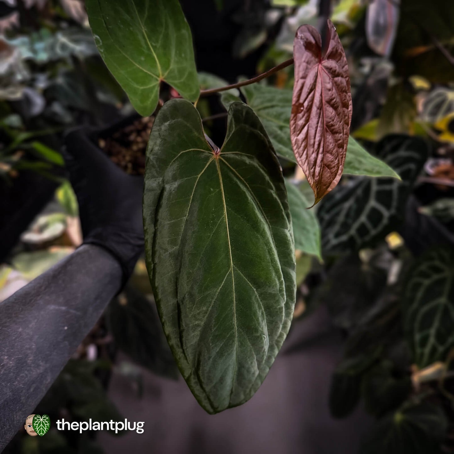 Anthurium 'Speshal' x 'Roman' • select