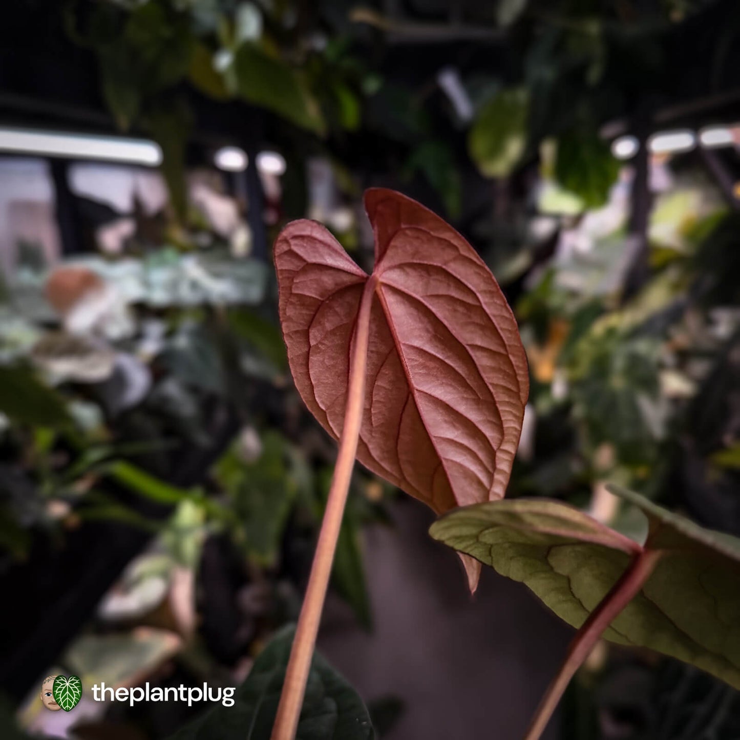 Anthurium 'Speshal' x 'Roman' • select
