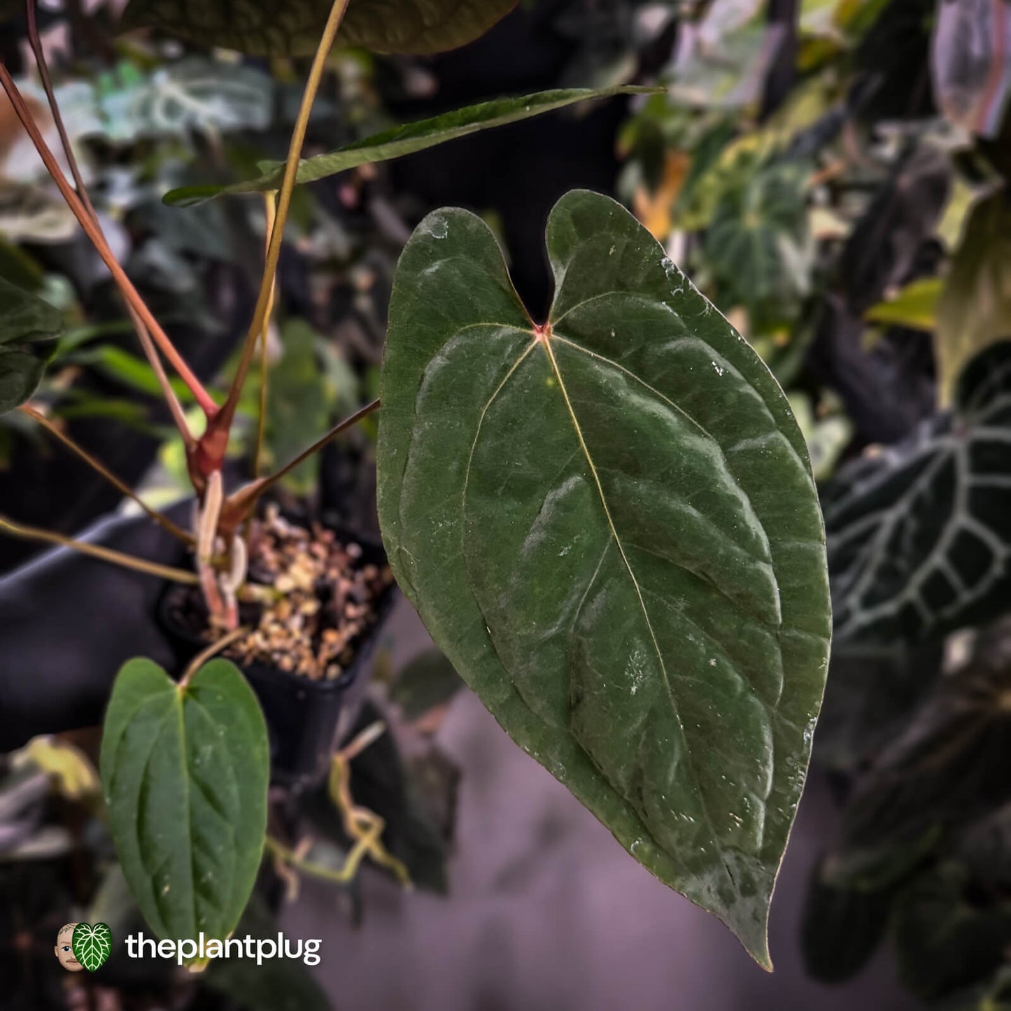 Anthurium 'Speshal' x 'Roman' • select