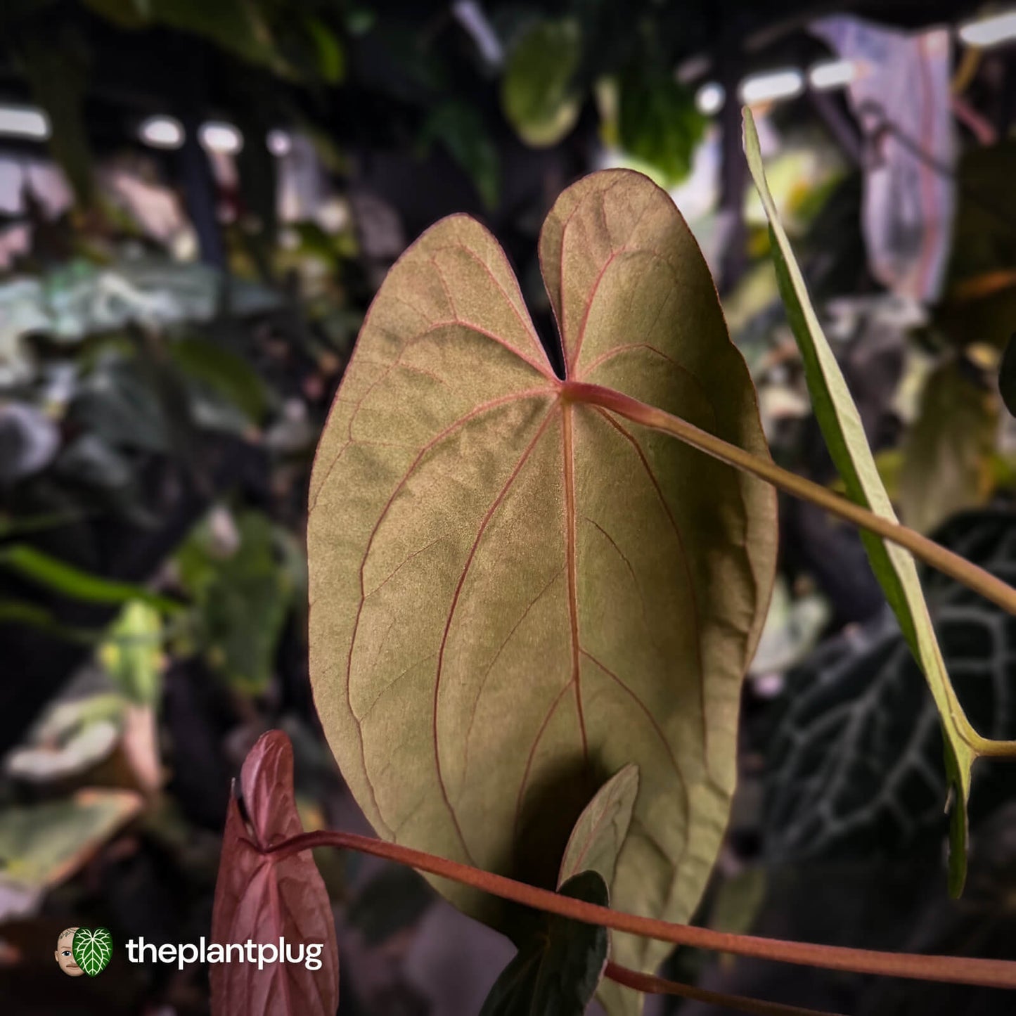 Anthurium 'Speshal' x 'Roman' • select