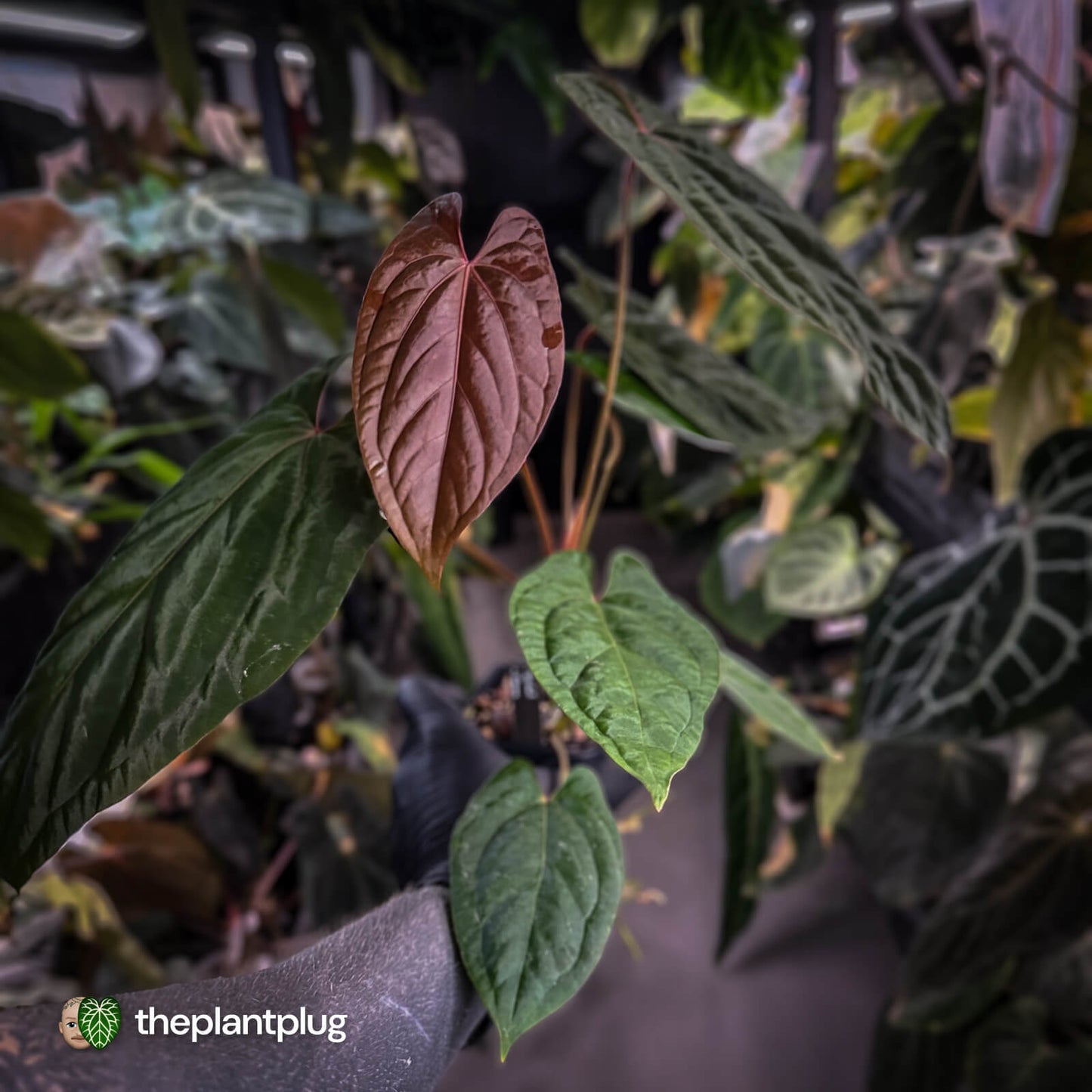 Anthurium 'Speshal' x 'Roman' • select