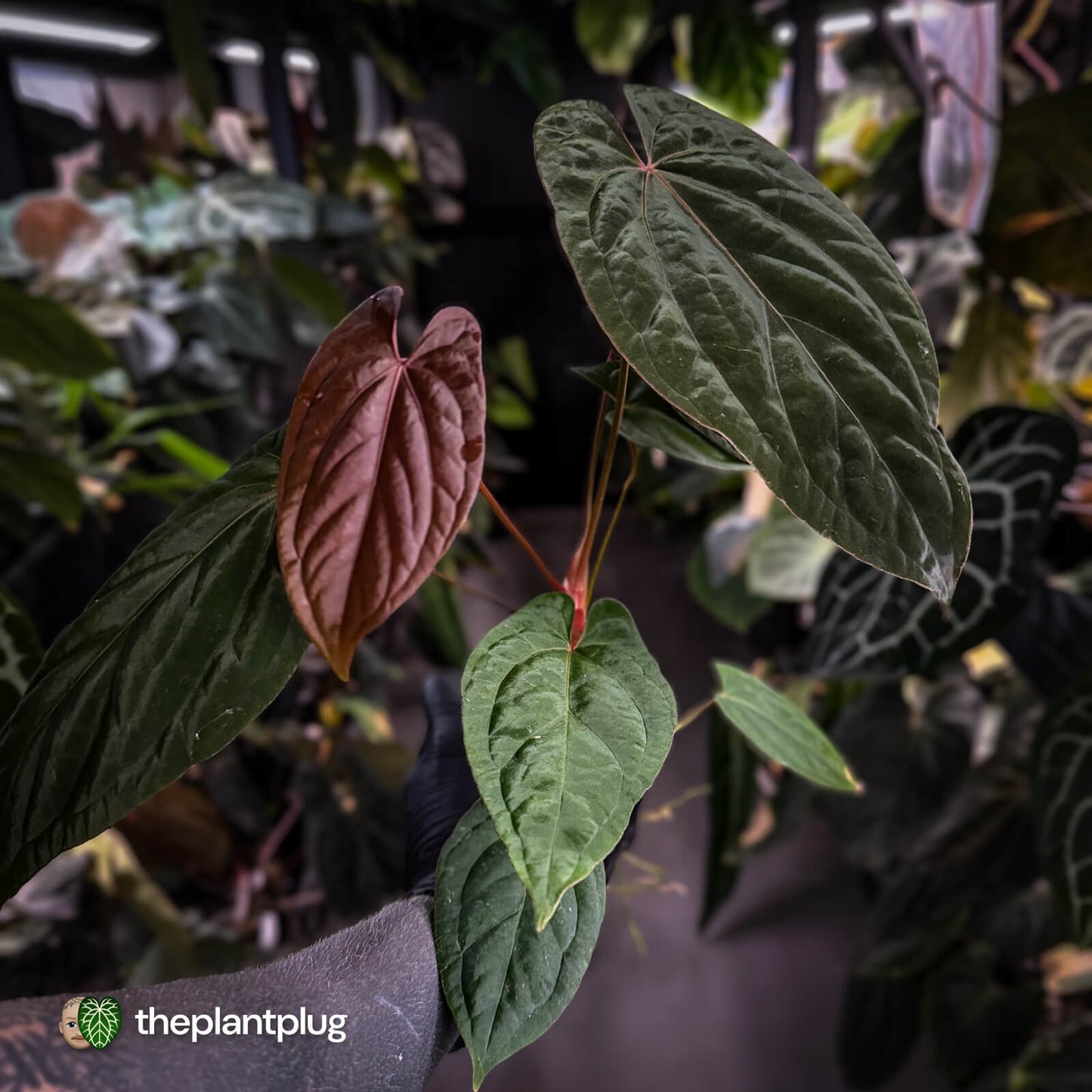 Anthurium 'Speshal' x 'Roman' • select
