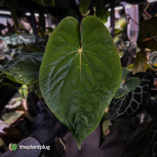 Anthurium ('Midnight Velvet' x pap 'LB') x kuna • select XL plant