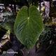 Anthurium ('Midnight Velvet' x pap 'LB') x kuna • select XL plant