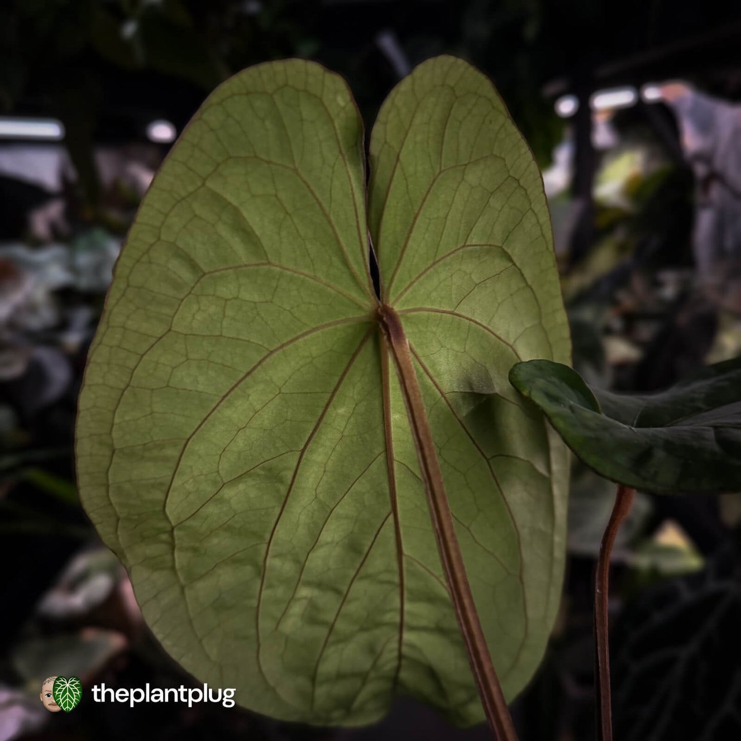Anthurium ('Midnight Velvet' x pap 'LB') x kuna • select XL plant